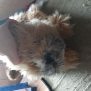 Webkinz signature patches